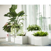 專注室內綠植服務8年，綠植租賃，免費養(yǎng)護，一站式商務空間